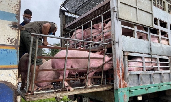 Phát hiện lô hàng có dịch tả heo châu Phi, Việt Nam ngừng nhập heo Thái Lan từ 30/6
