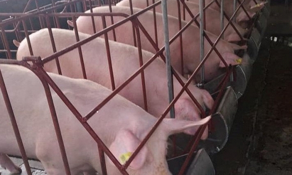 Giá heo hơi giảm sâu tại nhiều tỉnh miền Tây Nam bộ