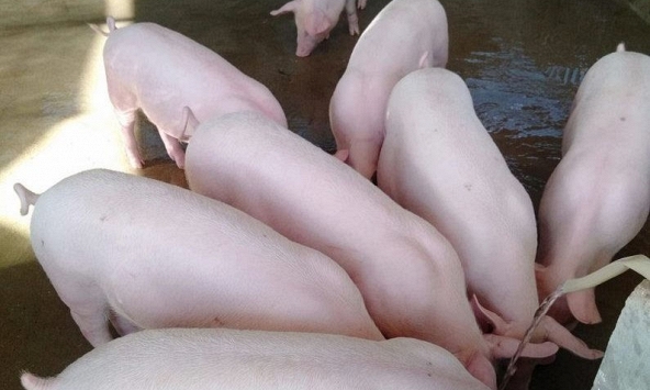 Ngưng nhập heo sống từ Thái Lan, giá heo hơi trong nước sẽ tăng