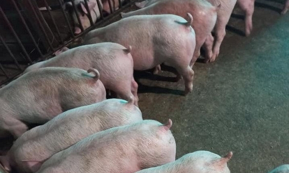 Giá heo hơi tuần này khó duy trì đà tăng
