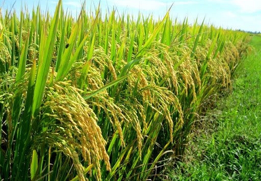 Giá gạo nguyên liệu giảm 300 đồng/kg