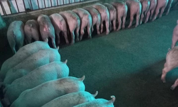 Giá heo hơi miền Bắc chững lại