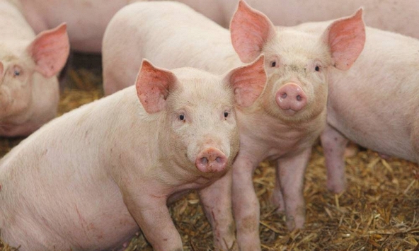 Giá heo hơi cả nước giữ nguyên