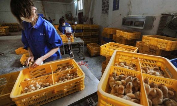 Trung Quốc công bố ca nhiễm cúm H10N3 đầu tiên trên người