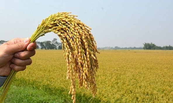 Giá gạo nguyên liệu sụt giảm, giá lúa đi ngang