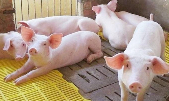 Sau một năm, giá heo hơi giảm gần 30.000 đồng/kg