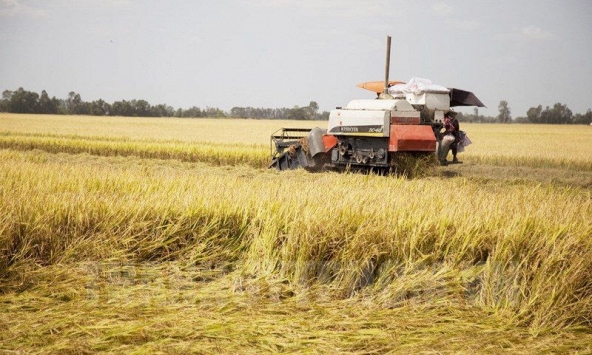 Giá lúa gạo tiếp tục giảm nhẹ