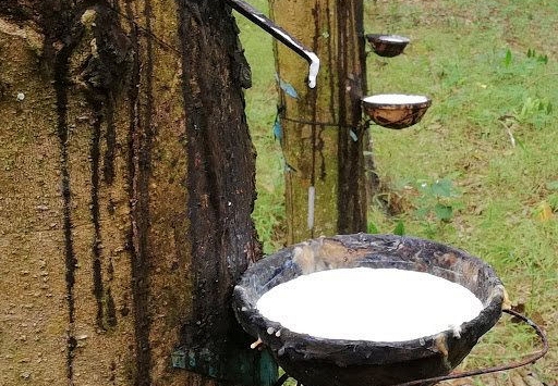 Giá cao su đồng loạt tăng, thị trường xanh trở lại