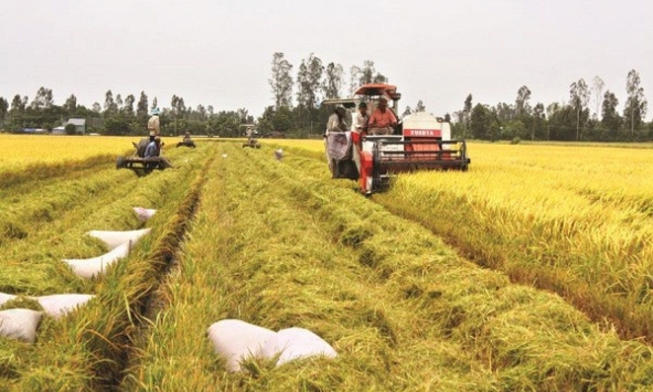 Giá gạo trong nước giảm 200 đồng/kg