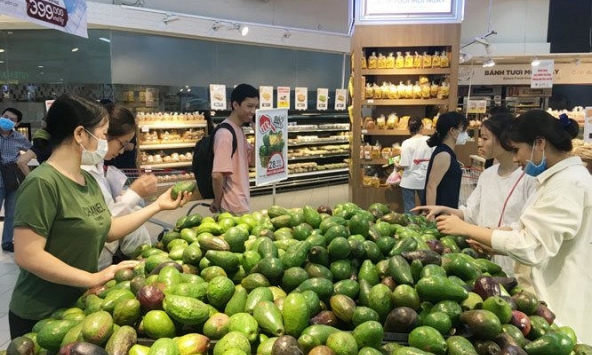 Bơ đầu mùa rớt giá thảm, nông dân bỏ bơ rụng đầy vườn