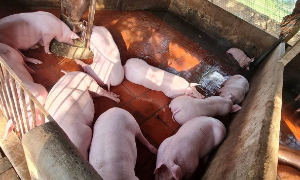 Giá heo hơi tuần tới chưa có dấu hiệu khởi sắc