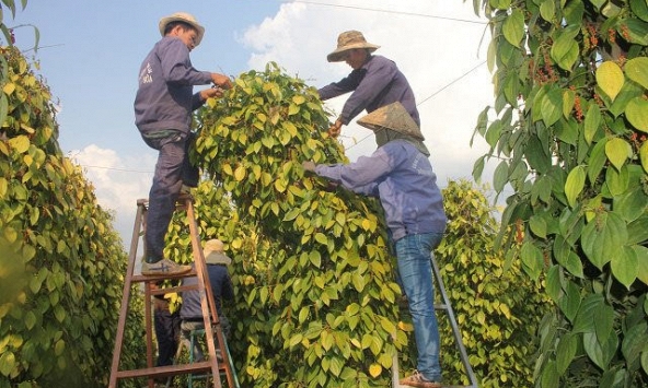 Giá tiêu đầu tuần đi ngang, cao nhất 71.000đ/kg