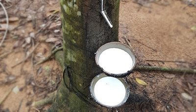 Bất chấp đại dịch COVID-19, tiêu thụ cao su toàn cầu vẫn được dự báo tăng