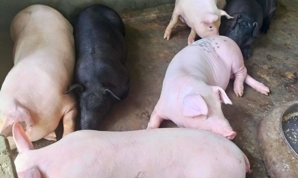 Giá heo hơi lại giảm nhẹ