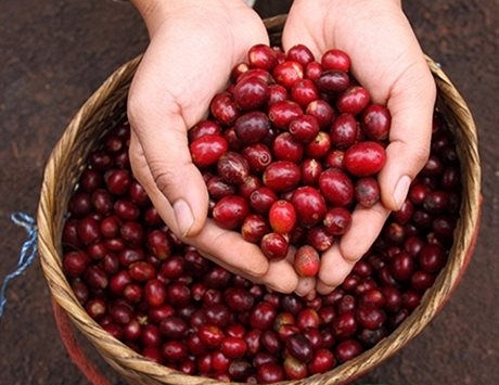 Giá cà phê tăng 