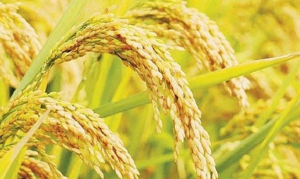 Gạo nguyên liệu tiếp đà giảm