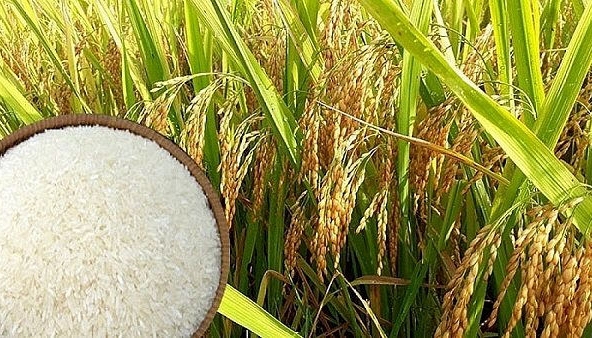 Giá gạo nguyên liệu giảm, giá lúa ổn định