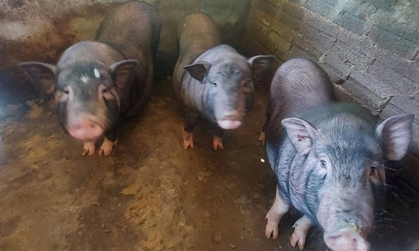 Giá heo hơi có thể giảm thêm trong những ngày tới