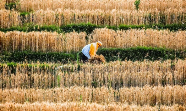 Giá thực phẩm tại châu Á tăng vọt, gần chạm mức cao nhất trong một thập kỷ qua