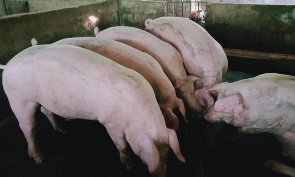 Giá heo hơi miền Tây Nam bộ còn 60.000 đồng/kg