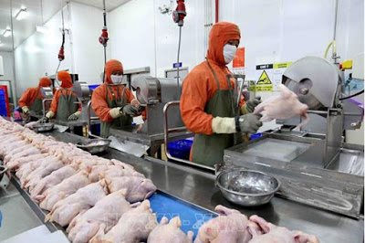 Thái Lan tạm dừng nhập khẩu gia cầm sống và thịt gia cầm từ Việt Nam