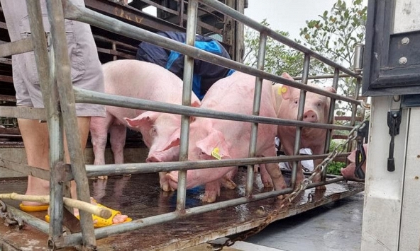 Heo hơi tiếp tục chịu áp lực giảm giá