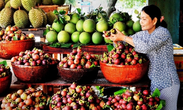 Giá măng cụt tăng mạnh