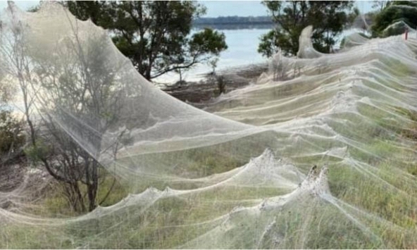 Đáng sợ cảnh hàng triệu con nhện giăng tơ kín mặt đất