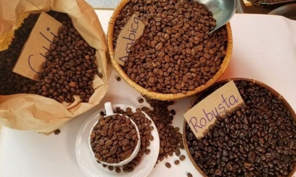 Giá cà phê đồng loạt tăng, Robusta lên trên 1.600 USD/tấn