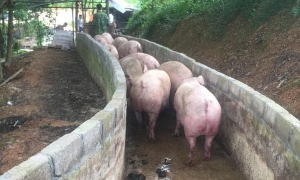 Giá heo hơi xuống thấp, người chăn nuôi đứng trước nguy cơ thua lỗ
