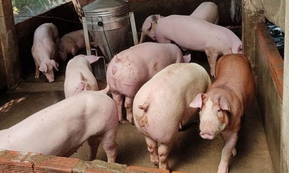 Dự báo giá heo hơi vẫn giảm trong những ngày tới