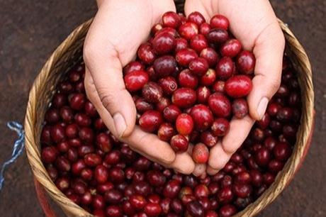 Giá cà phê toàn cầu đã tăng hơn 16% trong quý đầu tiên của năm 2021