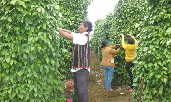 Giá tiêu giảm 500 đồng/kg tại thị trường Đồng Nai và Gia Lai