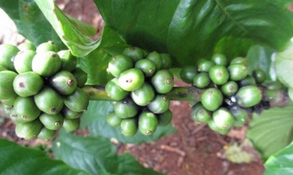 Giá cà phê tăng nhẹ 100 đồng/kg