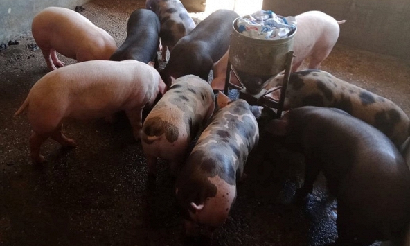 Heo hơi phía Nam đang bị thương lái ép giá?