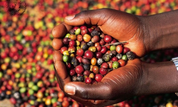 Giá cà phê giảm 200-300 đồng/kg