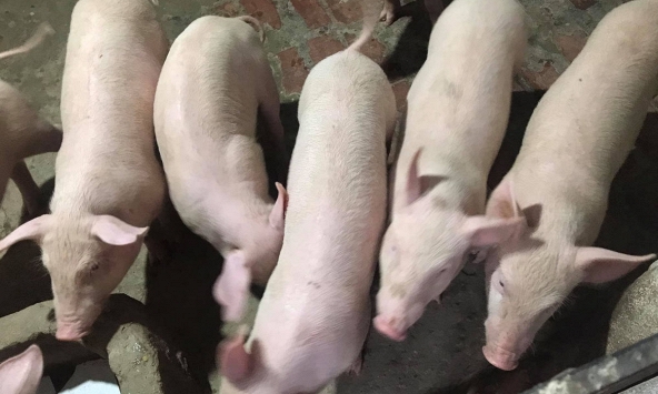 Giá heo hơi chỉ còn 56.000 – 57.000 đồng/kg tại nhiều tỉnh miền Tây Nam bộ