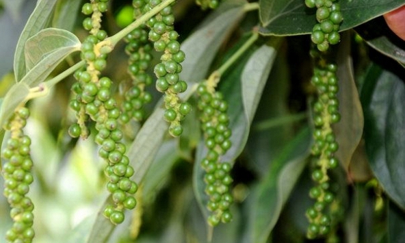 Nông dân trồng tiêu ồ ạt, giới chuyên gia lo ngại cung vượt cầu