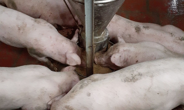 Người nuôi heo phía Nam kêu gọi nhau không bán chạy