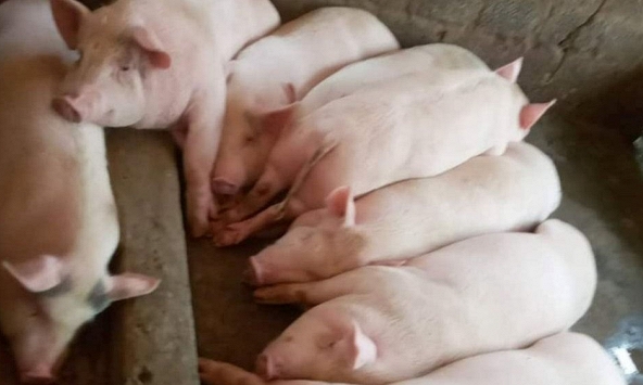 Chênh lệch giá heo hơi hai miền ngày càng lớn