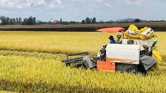 Giá gạo xuất khẩu có xu hướng giảm