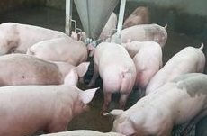 Giá heo hơi miền Nam có thể ảnh hưởng khi chợ đầu mối Hóc Môn dừng hoạt động