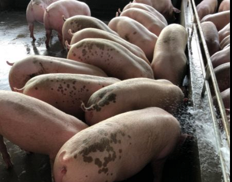 Giá heo hơi những ngày tới: Miền Bắc khởi sắc, miền Nam trầm lắng