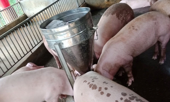 Giá heo hơi giảm nhẹ tại miền Trung và miền Nam