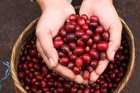 Giá cà phê duy trì xu hướng đi lên trên thị trường thế giới