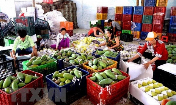 Xuất khẩu rau quả sang Trung Quốc đạt hơn 1,7 tỷ USD 