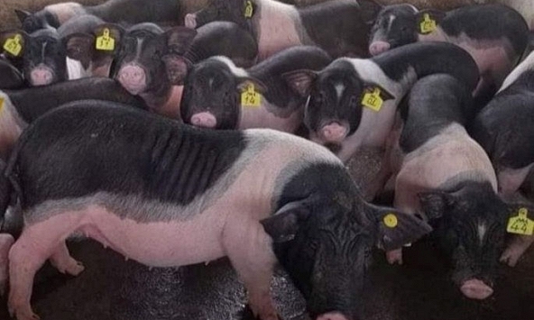 Giá heo hơi giảm liên tục, người chăn nuôi lâm cảnh khó khăn