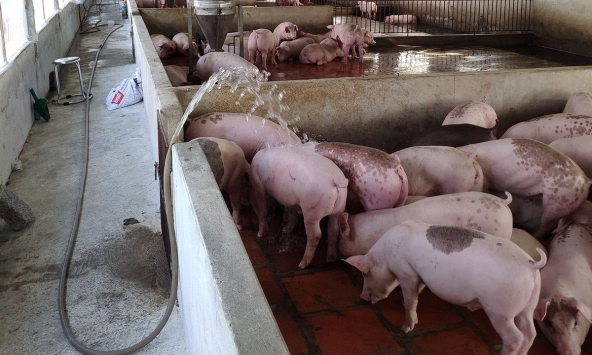 Người chăn nuôi bán heo chạy dịch COVID-19