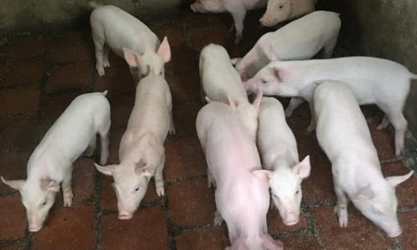 Giá heo hơi miền Trung, miền Nam tiếp tục giảm