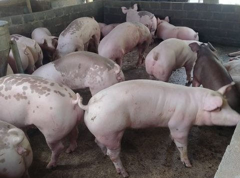 Giá heo hơi lại đón thêm thông tin tiêu cực